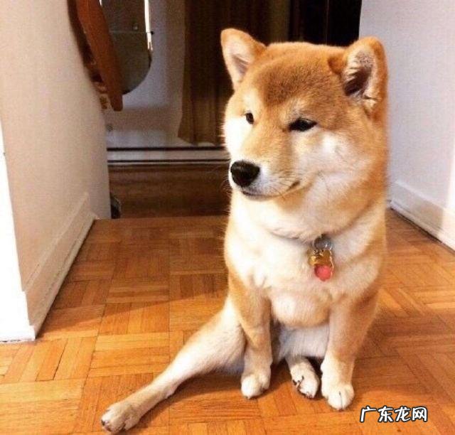 小狗狗突然“腿瘸了”？先不要着急，这类原因占绝大多数