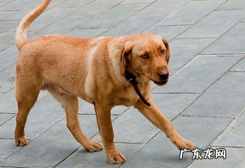 小狗狗突然“腿瘸了”？先不要着急，这类原因占绝大多数