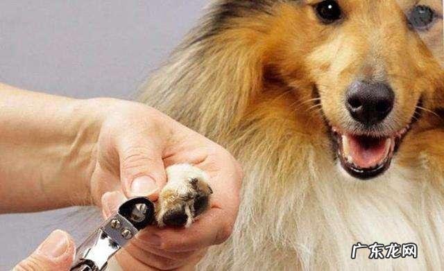 小狗狗突然“腿瘸了”？先不要着急，这类原因占绝大多数