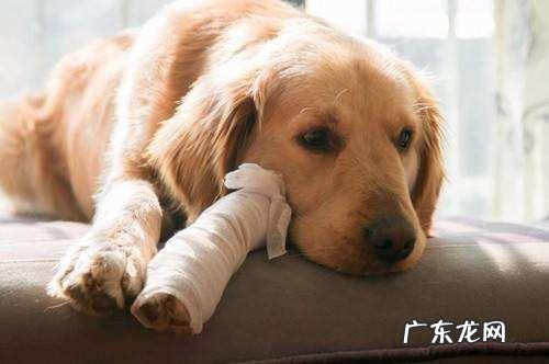 小狗狗突然“腿瘸了”？先不要着急，这类原因占绝大多数