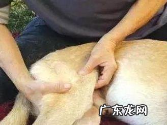 小狗狗突然“腿瘸了”？先不要着急，这类原因占绝大多数