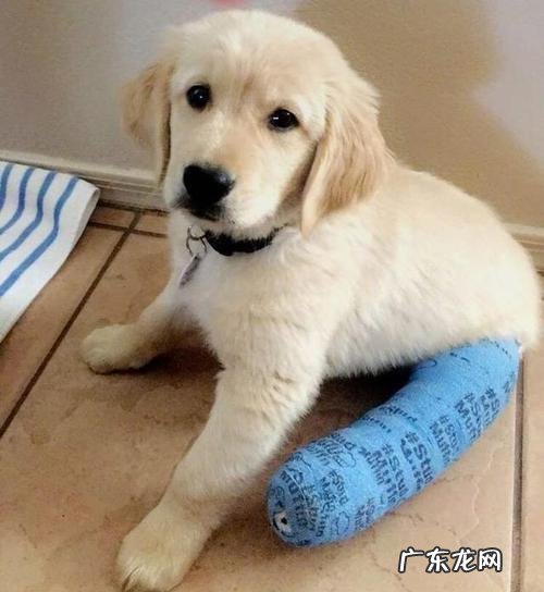 小狗狗突然“腿瘸了”？先不要着急，这类原因占绝大多数