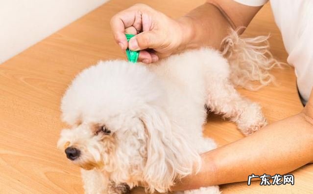 小狗狗有这类症状，说明寄生虫早就“拜访入屋”！