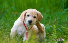 小狗狗有这类症状，说明寄生虫早就“拜访入屋”！