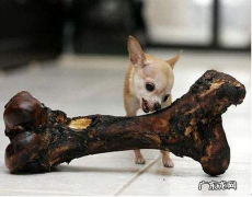 小狗钙的缺少的几种具体表现，家中汪中枪了沒有