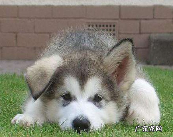 小狗钙的缺少的几种具体表现,家中汪中枪了沒有