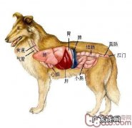 护养狗狗肾脏功能的必要性