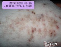几类夏季小狗高发皮肤病治疗计划方案