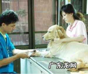 怀孕期怎样科学研究养宠物