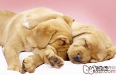 造成犬髋关发育不全的发病原因及其病症