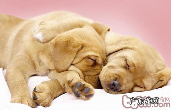 造成犬髋关发育不全的发病原因及其病症