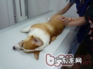 造成犬髋关发育不全的发病原因及其病症