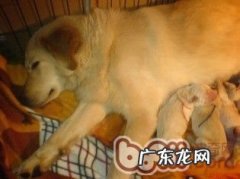 小狗生完孩子抽搐怎么办