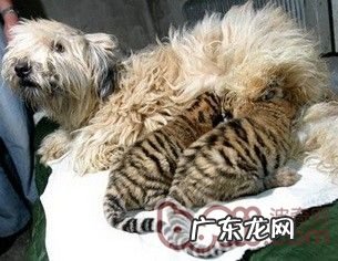 小狗生完孩子抽搐怎么办