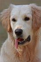 小狗生完孩子抽搐怎么办