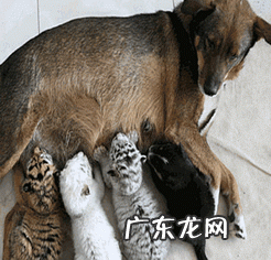 小狗生完孩子抽搐怎么办