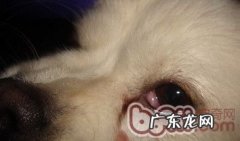 小狗得了犬第三眼睑增长的病症及医治