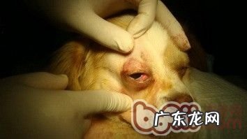 小狗得了犬第三眼睑增长的病症及医治