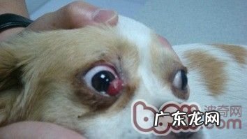 小狗得了犬第三眼睑增长的病症及医治