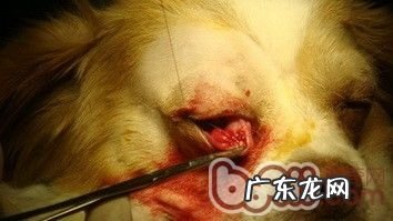 小狗得了犬第三眼睑增长的病症及医治