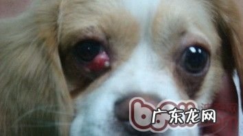 小狗得了犬第三眼睑增长的病症及医治