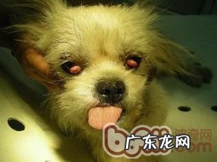 小狗得了犬第三眼睑增长的病症及医治