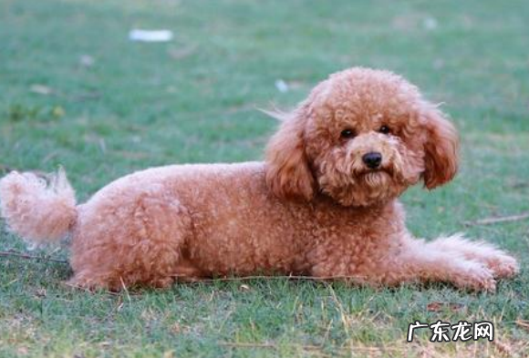 泰迪犬腿被大咬到