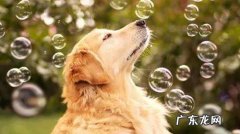 金毛狗狗身型小，一直不涨个怎么解决