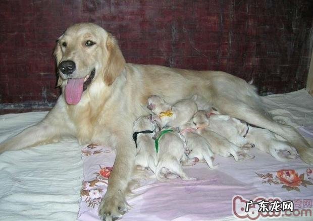 造成母狗生完孩子低血钙症的发病原因及病症