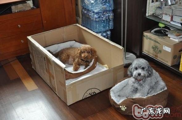 狗狗生产前主人家要搞好的事