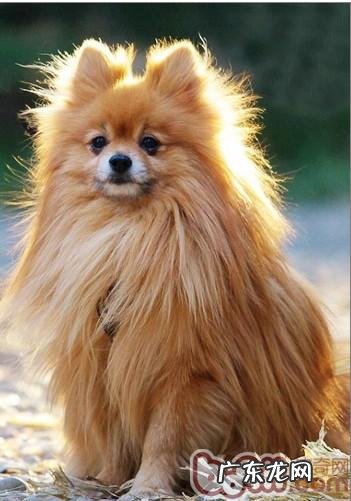 如何明确母狗最好交配期