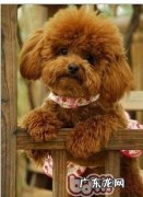 犬的发情周期和发情期期内行为