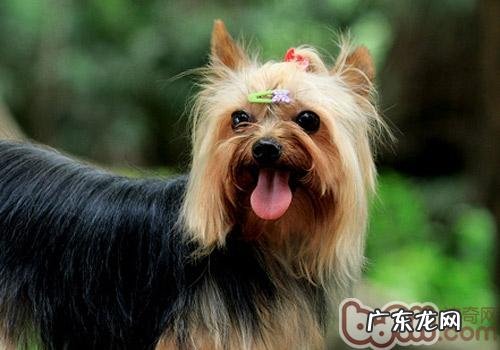 三种狗类繁育的流行难题