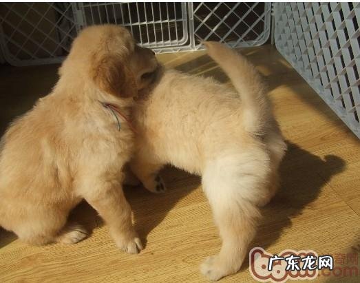 金毛狗狗繁育必须留意的事儿