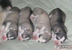 断奶后后—吃狗粮前一化三改幼狗怎样换粮