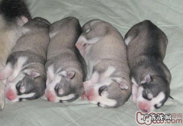 断奶后后—吃狗粮前一化三改幼狗怎样换粮