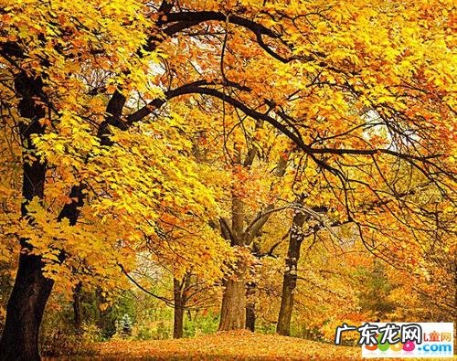 关于秋天风景的句子唯美诗句 【抖音文案】一句简短的秋天风景句子