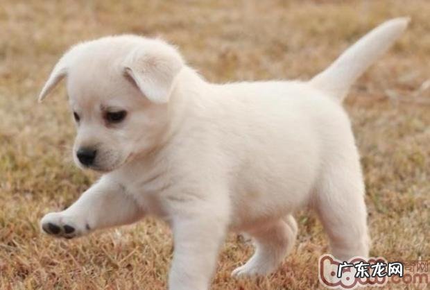 如何区分满虫、细菌、皮肤湿疹、皮肤过敏、 虱子及治疗方法