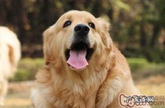 民俗小狗下奶汤的祖传秘方2则