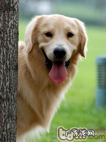 非纯种犬的人工繁殖的基础理论