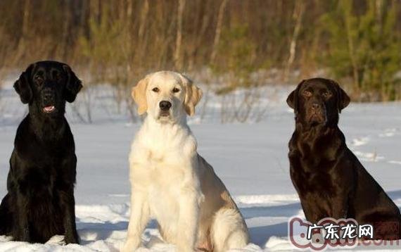 犬只CHD髋关发育不良症专业知识的梳理