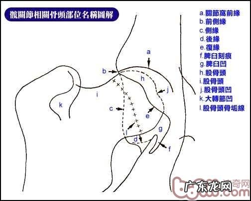 犬只CHD髋关发育不良症专业知识的梳理