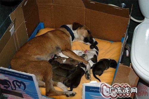 母狗分娩全过程全线分析