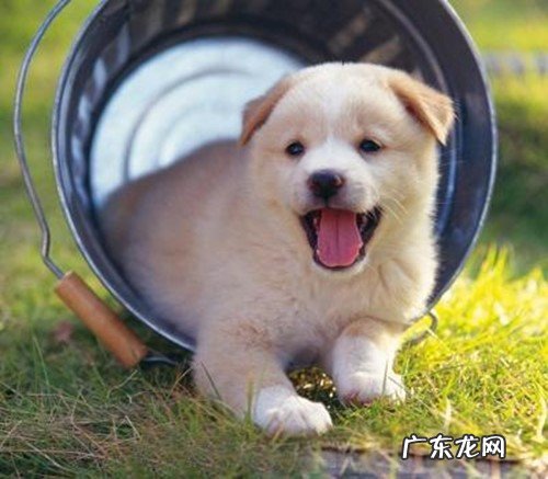 狗狗拉肚子几天能好