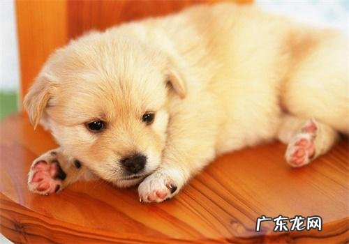 狗狗拉肚子几天能好