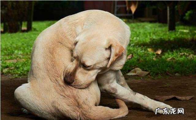 小狗的的身上虱子过多？送您好好几个“小秘方”，轻松去除虱子