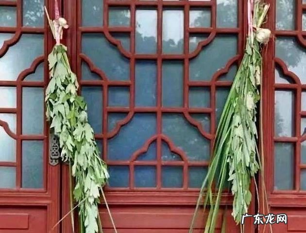 小狗的的身上虱子过多？送您好好几个“小秘方”，轻松去除虱子