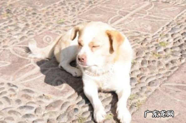 小狗鼻部变“粉”的六个原因，你很有可能还不知道吧