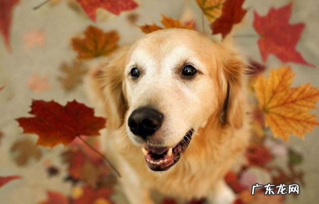 小狗鼻部变“粉”的六个原因，你很有可能还不知道吧