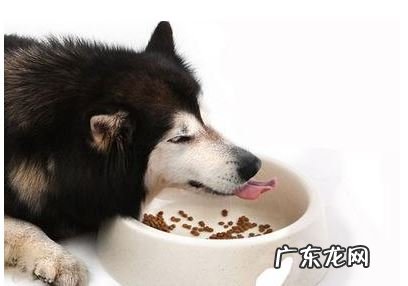 小狗鼻部变“粉”的六个原因，你很有可能还不知道吧